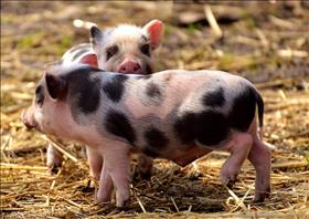 Piglets